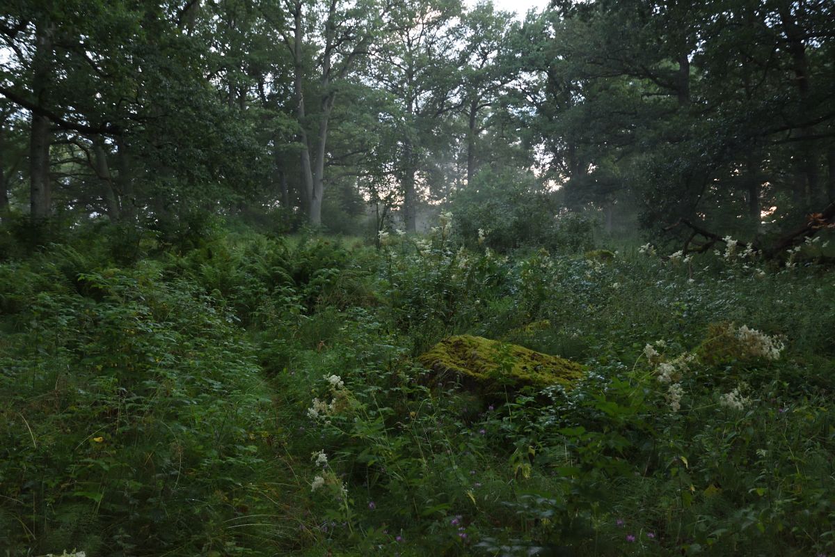 Original image