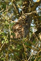thumbs/DSC_1749.JPG