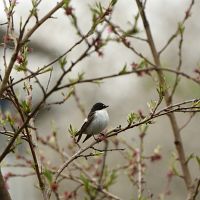 thumbs/DSC_1776.JPG