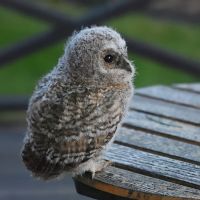 thumbs/DSC_2034.JPG