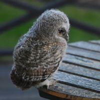 thumbs/DSC_2038.JPG