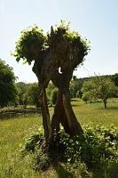 thumbs/DSC_2307.JPG