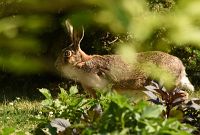 Hare