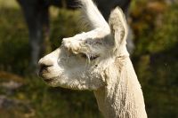 thumbs/DSC_2369.JPG