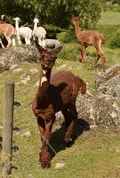 thumbs/DSC_2377.JPG