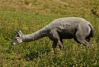 thumbs/DSC_2424.JPG