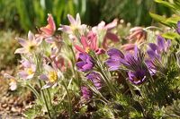 Blommor