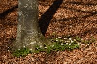 thumbs/DSC_5742.JPG