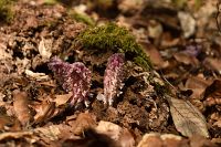 thumbs/DSC_5755.JPG