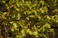 thumbs/DSC_5757.JPG