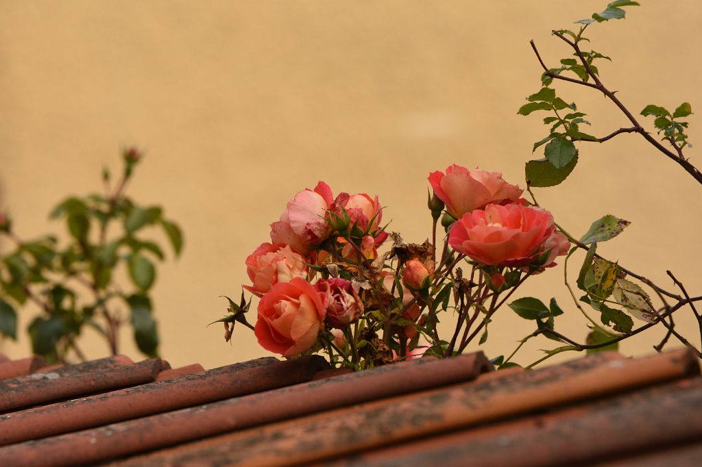 DSC_4709.JPG