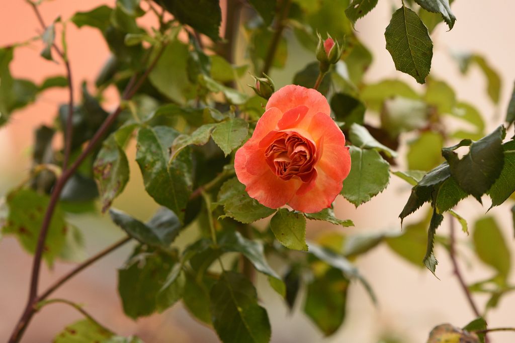 DSC_4710.JPG