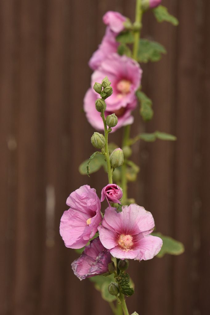 DSC_4753.JPG