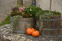 thumbs/DSC_4730.JPG