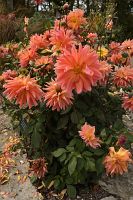 thumbs/DSC_4742.JPG