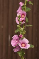 thumbs/DSC_4753.JPG